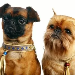 Собаки породы пти-брабансон